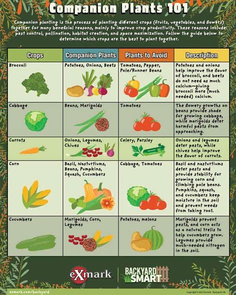 Which fruits and vegetables should and shouldn’t be .